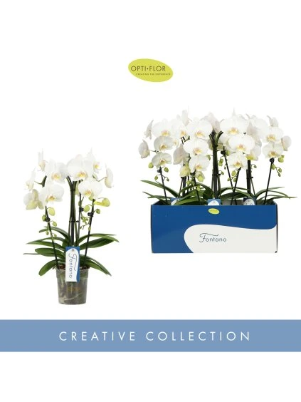 Phalaenopsis Fontano Bellagio V50cm