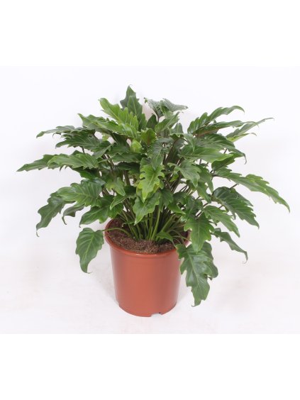 Philodendron xanadu V80cm