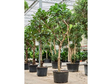 Ficus lyrata V450cm