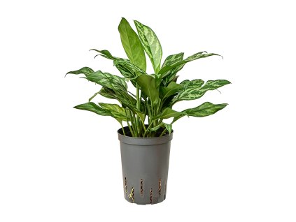 Aglaonema 'Maria' V35cm