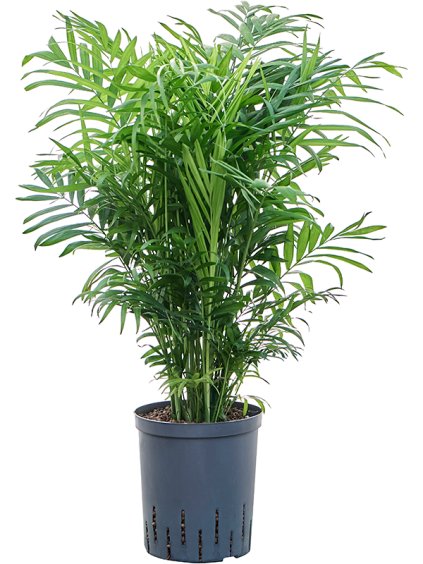 Chamaedorea elegans V75cm