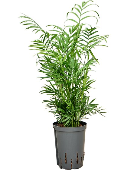 Chamaedorea elegans V65cm