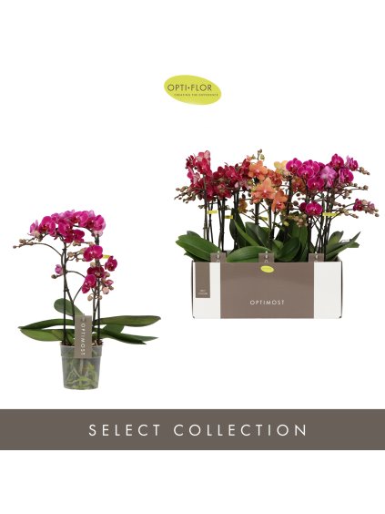 Phalaenopsis Multiflora Optimost Spicy Colours V45cm