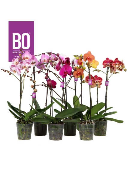 Phalaenopsis Funda BO Collection mix V50cm