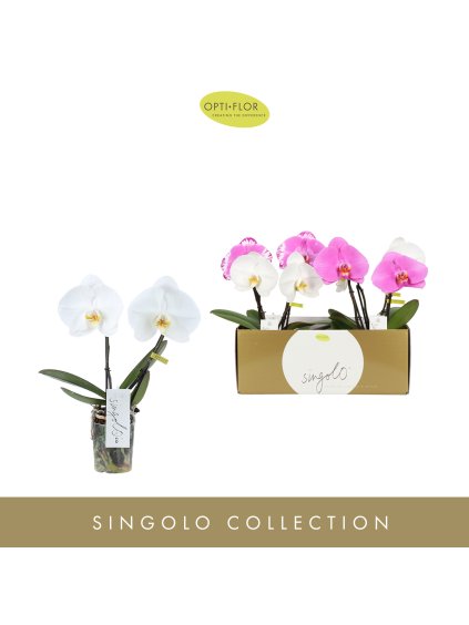 Phalaenopsis Singolo & Co mix V40cm