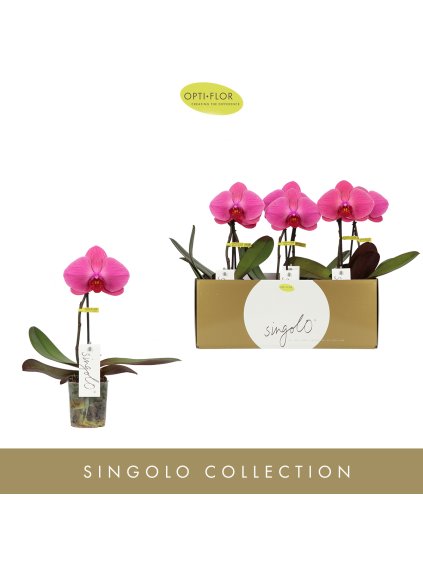 Phalaenopsis overig paars V40cm