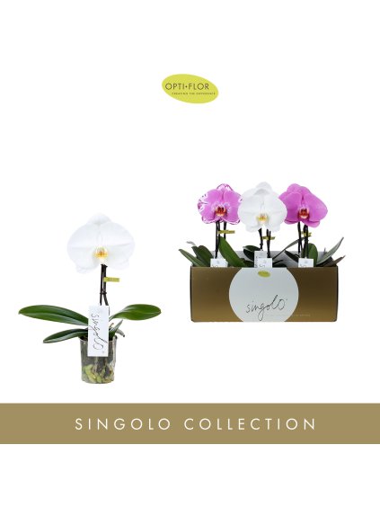 Phalaenopsis Singolo mix V40cm