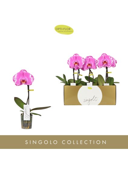 Phalaenopsis Singolo Victorio V40cm