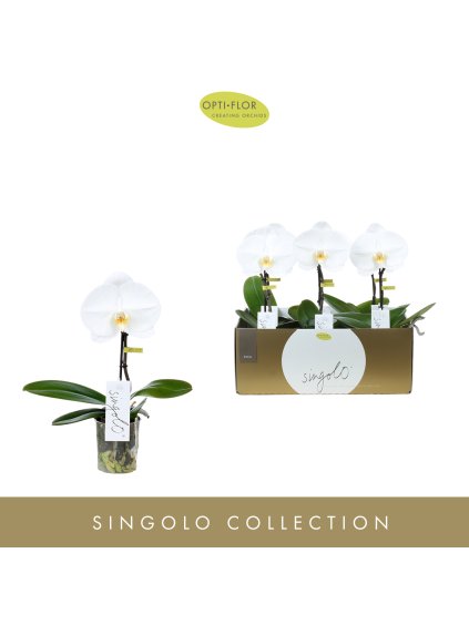 Phalaenopsis Singolo Tosha V40cm