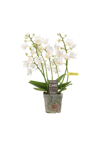 Phalaenopsis Multiflora Willd V25cm