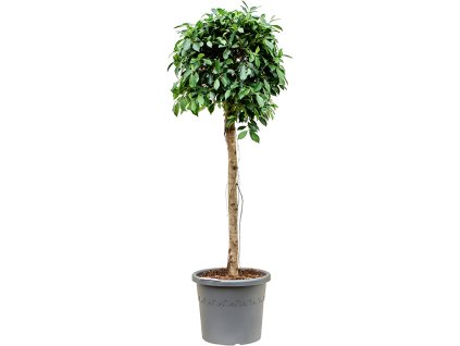 Ficus microcarpa ‘Nitida’ V170cm