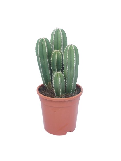 Marginatocereus marginatus V35cm