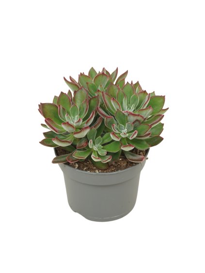 Echeveria pulvinata Devotion V15cm
