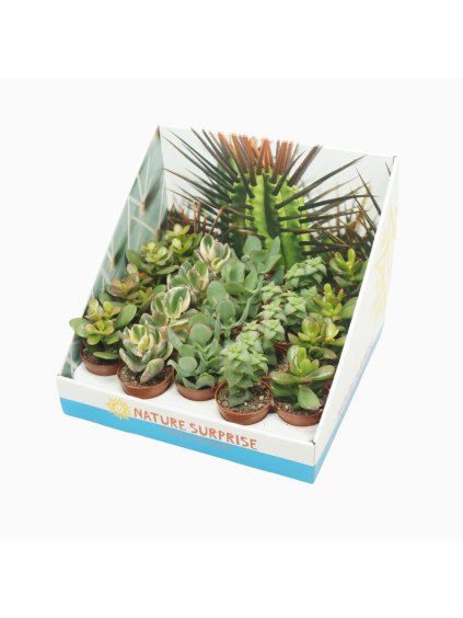 Crassula gemengd V13cm