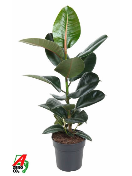 Ficus elastica 'Robusta' V70cm