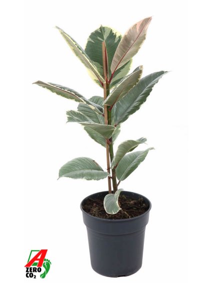 Ficus elastica 'Tineke' V70cm