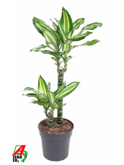 Dracaena Silver Dream V90cm