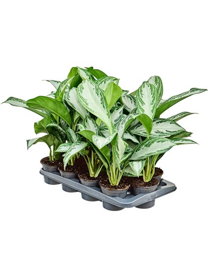 Aglaonema 'Silver Bay' (12/tray) V45cm