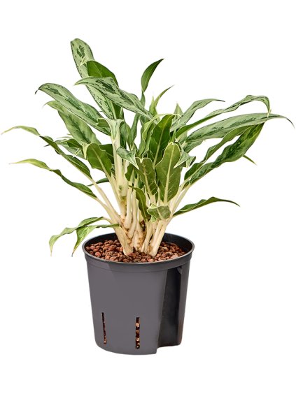 Aglaonema 'Greyhound' V30cm