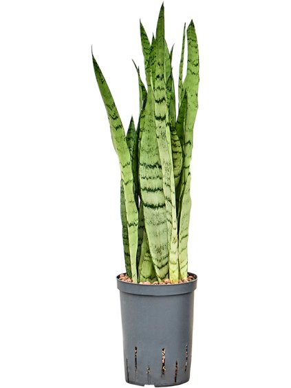 Sansevieria trifasciata 'Silver Mist' V70cm