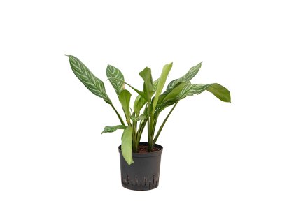Aglaonema 'Stripes' V75cm