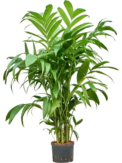 Areca triandra V170cm