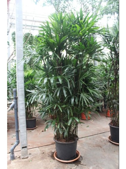 Rhapis excelsa V240cm