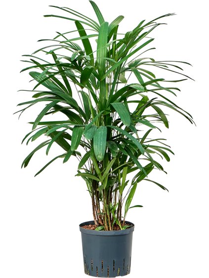 Rhapis excelsa V90cm