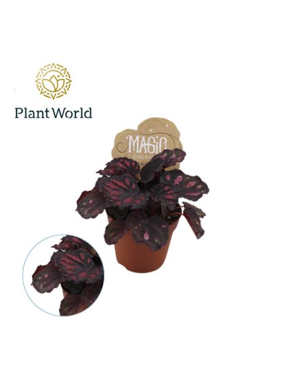 Begonia rex Etna V20cm