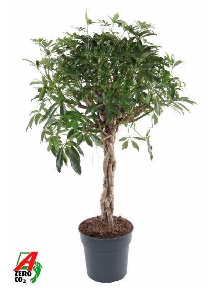 Schefflera arboricola 'Compacta' V120cm