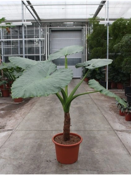 Alocasia macrorrhiza V180cm