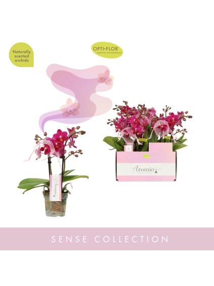 Phalaenopsis Multiflora Aromio Fruity V25cm