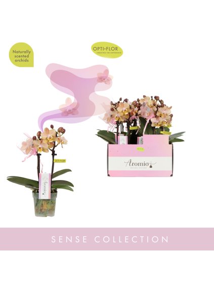 Phalaenopsis Multiflora Aromio Hone V25cm