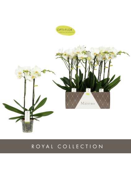 Phalaenopsis Maistro White V60cm