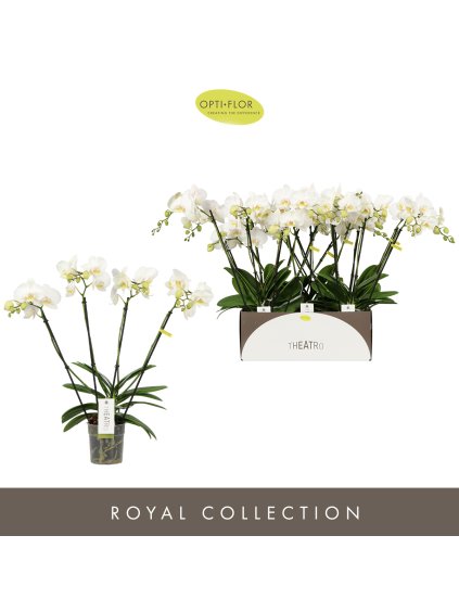 Phalaenopsis Theatro Jazz V60cm