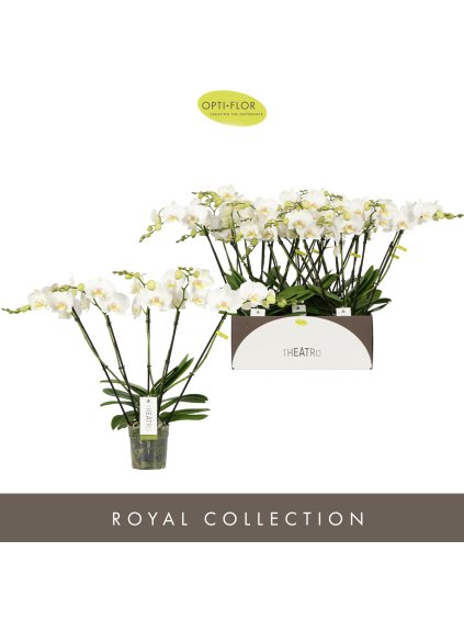 Phalaenopsis Theatro Jazz V60cm