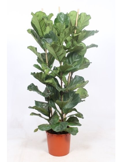 Ficus lyrata V170cm