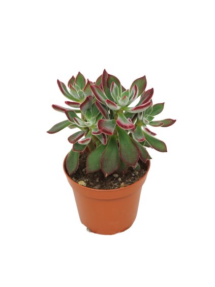 Echeveria pulvinata Devotion V14cm