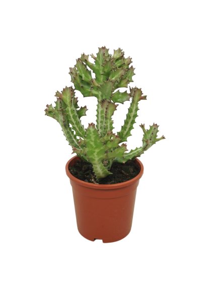 Euphorbia lactea V40cm