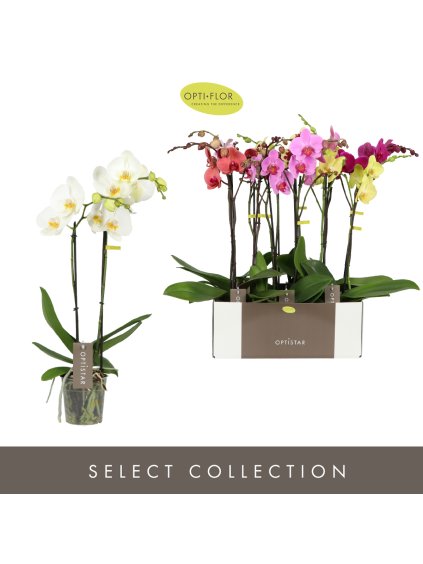 Phalaenopsis Optistar Hollywood mix V60cm