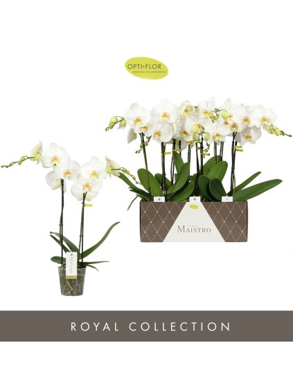 Phalaenopsis Maistro Verdi V50cm