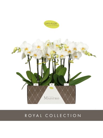 Phalaenopsis Maistro Verdi V60cm