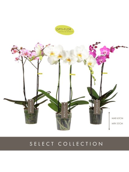 Phalaenopsis Optistar Hollywood mix V50cm