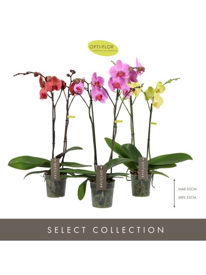 Phalaenopsis Optistar mix V60cm