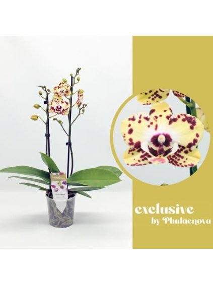 Phalaenopsis Daisy V50cm