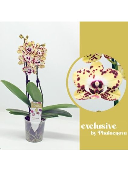 Phalaenopsis Daisy V50cm