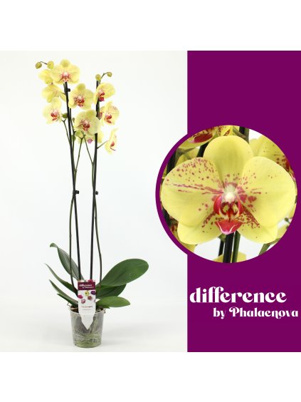 Phalaenopsis Edyta V70cm