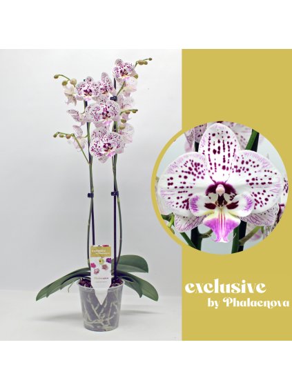 Phalaenopsis Expression V60cm