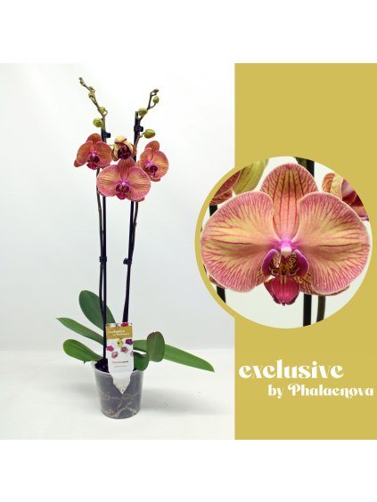 Phalaenopsis Limited V50cm