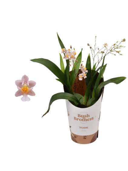 Oncidium 'Twinkle' V25cm